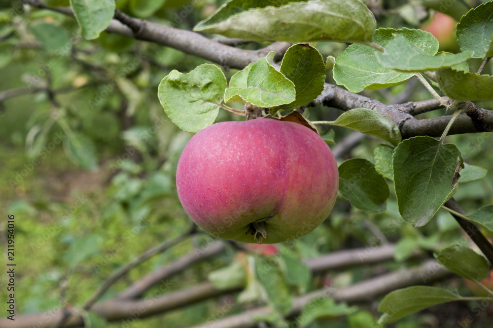Branch with red apple and green leaves in the garden Branch with red apple and green leaves in the garden
