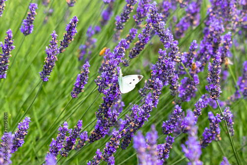 Fotografie lavender with small white / Sakura lavender land in Sakura city, Chiba prefectur