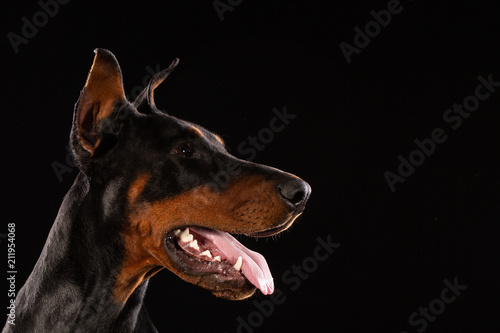 Portrait of doberman pinscher on black background