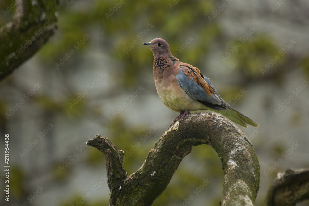 Fototapeta premium Laughing dove (Spilopelia senegalensis).