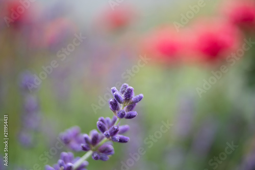 Lavender on the field © NCirmu
