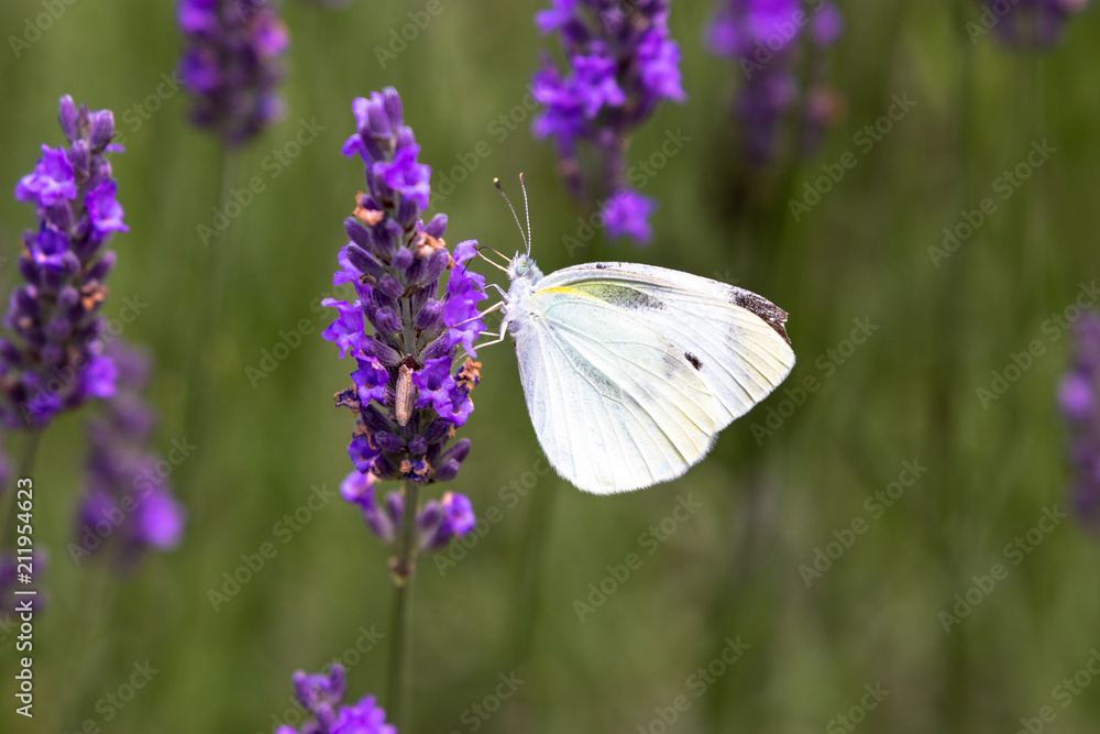 lavender with small white / Sakura lavender land in Sakura city, Chiba prefecture, Japan lavender with small white / Sakura lavender land in Sakura city, Chiba prefecture, Japan