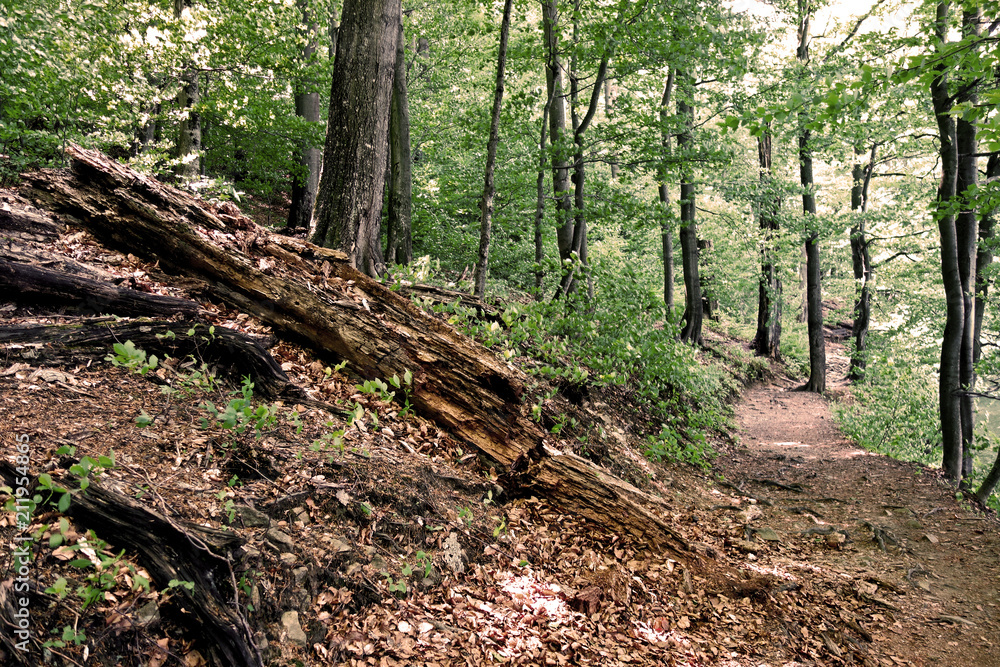 Obraz premium Nature