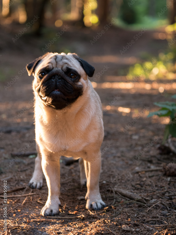 mops mops