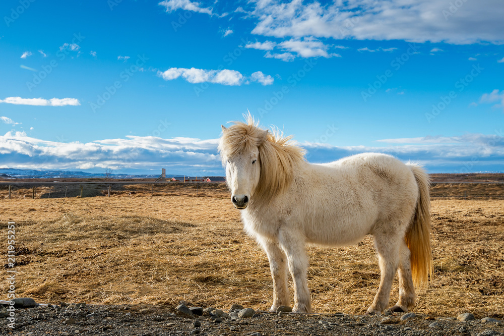 Naklejka Islandzki Koń. biały koń.