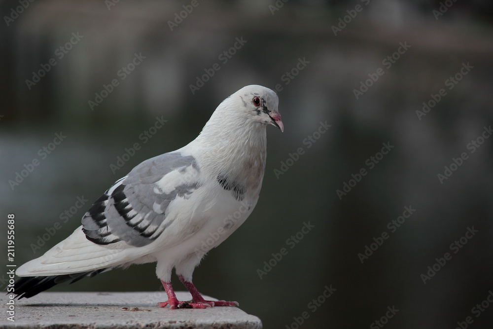 Obraz premium Front view of the face of Rock Pigeon face to face. Pigeon on street.