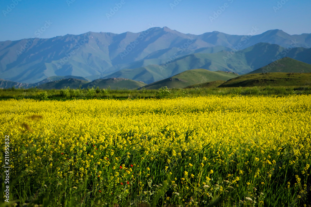 Beautiful flowers in meadows of Armenia