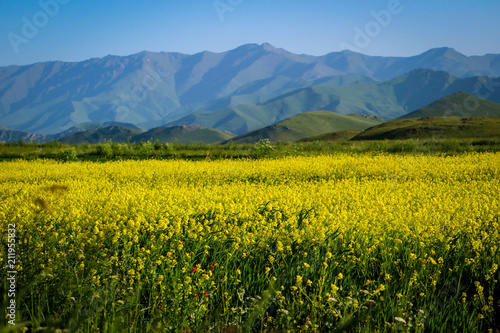 Beautiful flowers in meadows of Armenia
