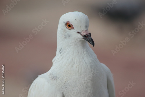 White pigeon. Front view of the face of Rock Pigeon face to face. © Svetlana