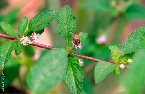 Фотография Capturando abispa alimentandose de flores
