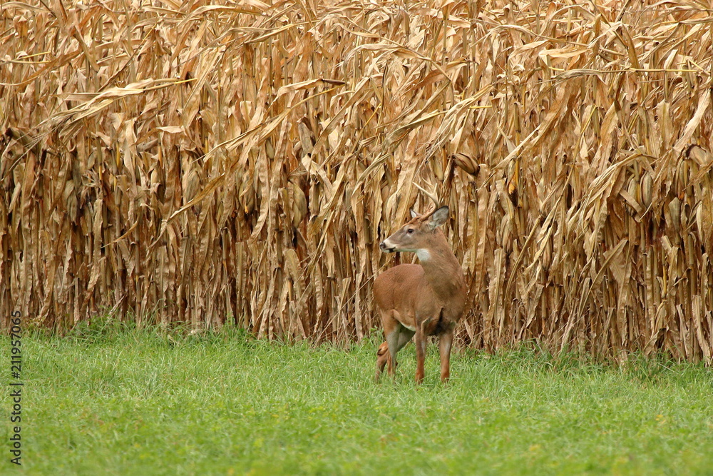 Fototapeta premium A Whitetail Buck pauses at the edge of a field of ripened feed corn.