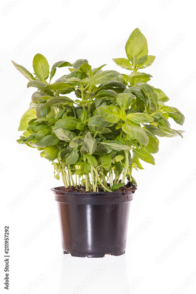 Obraz premium Basilikum (Ocimum basilicum) in einem Topf