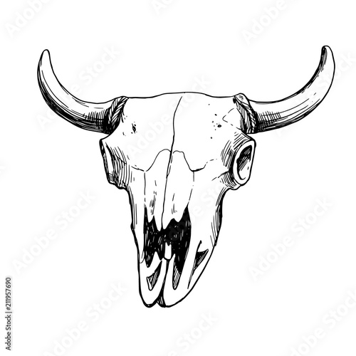Hand drawn vector illustration - skull animal. Vintage. Boho style. Perfect for T-shirts, clothes, postcards