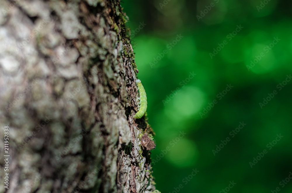 small green caterpillar crawls along the tree small green caterpillar crawls along the tree