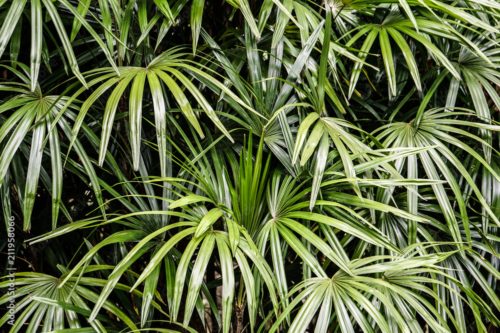 green papyrus tree plant leaf green papyrus tree plant leaf