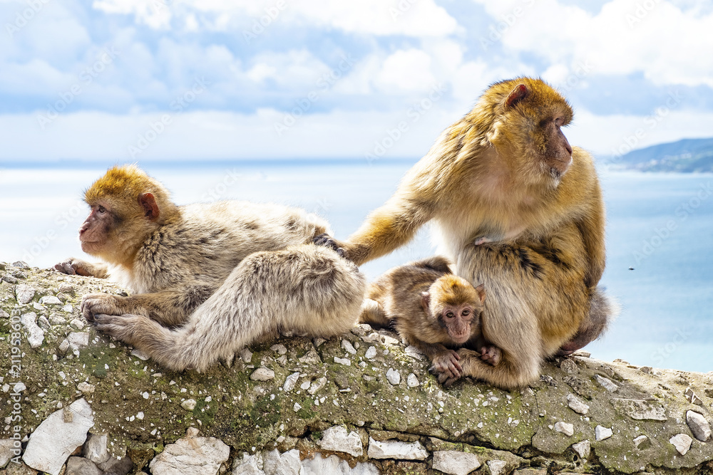 Obraz premium Gibraltar Apes - Barbary Macaque family in Gibraltar Nature Reserve