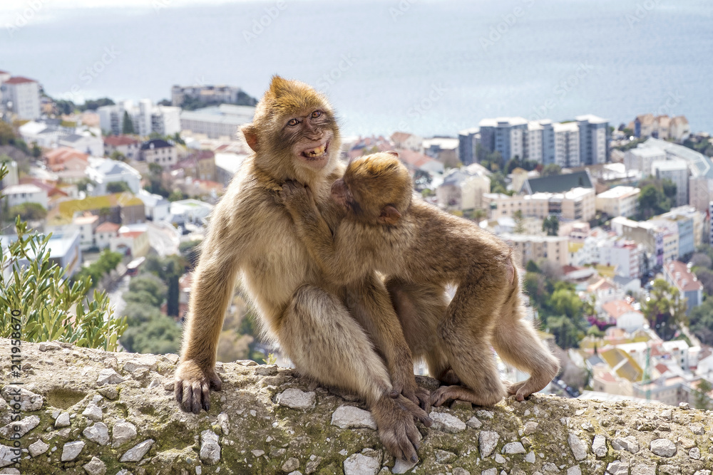 Naklejka premium Gibraltar Apes - Barbary Macaque family in Gibraltar Nature Reserve