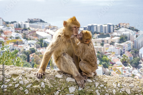 Gibraltar Apes -  Barbary Macaque family in  Gibraltar Nature Reserve
