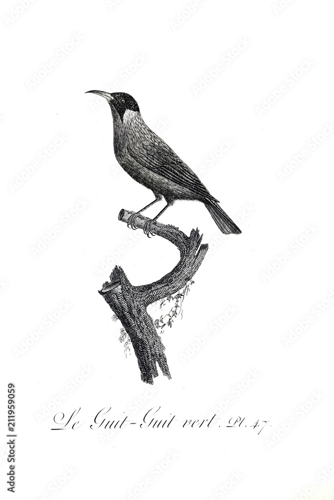 illustration of bird illustration of bird
