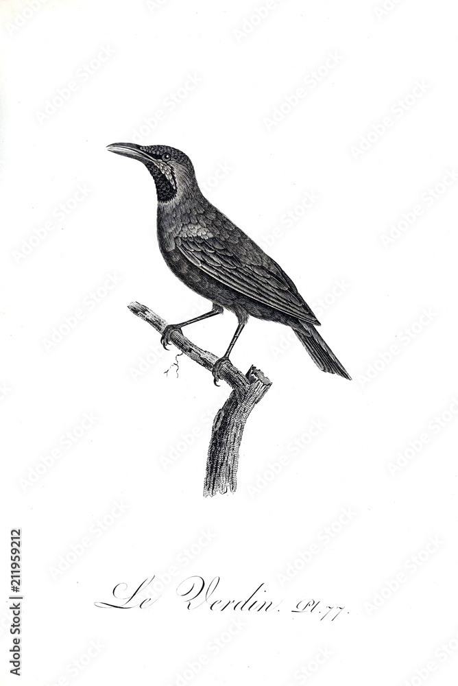 Naklejka premium illustration of bird