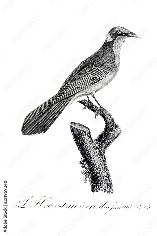 illustration of bird illustration of bird