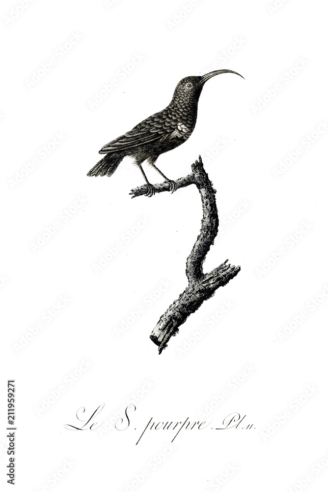 Fototapeta premium illustration of bird 