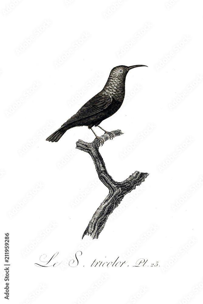 Fototapeta premium illustration of bird 