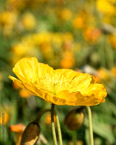 Yellow poppy close-up, Arctomecon merriamii photo