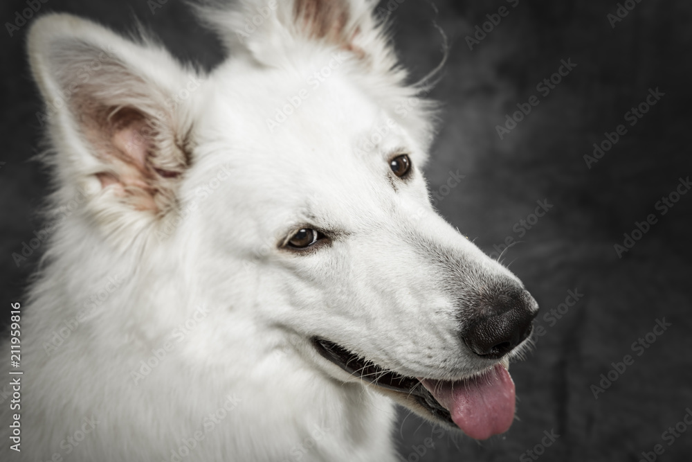 Studio portrait of a nice White Swiss Shepherd dog against neutral background