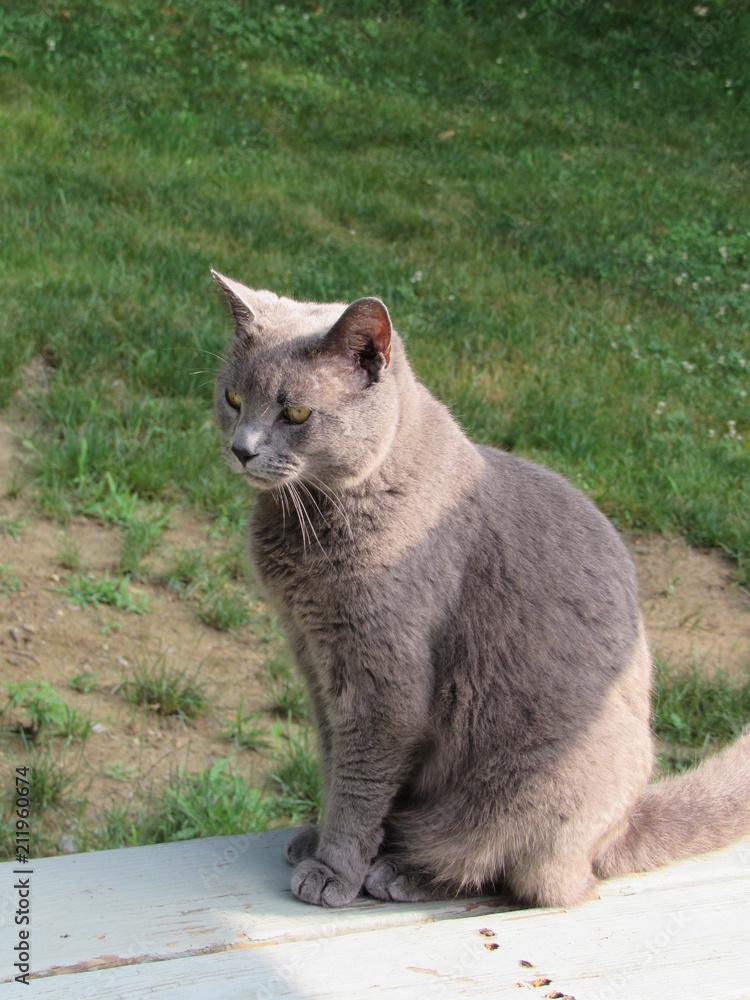 Beautiful gray cat sitting outside in the sun on a porch with grass in the background