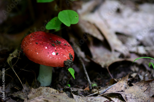 Missouri Wild Mushrooms