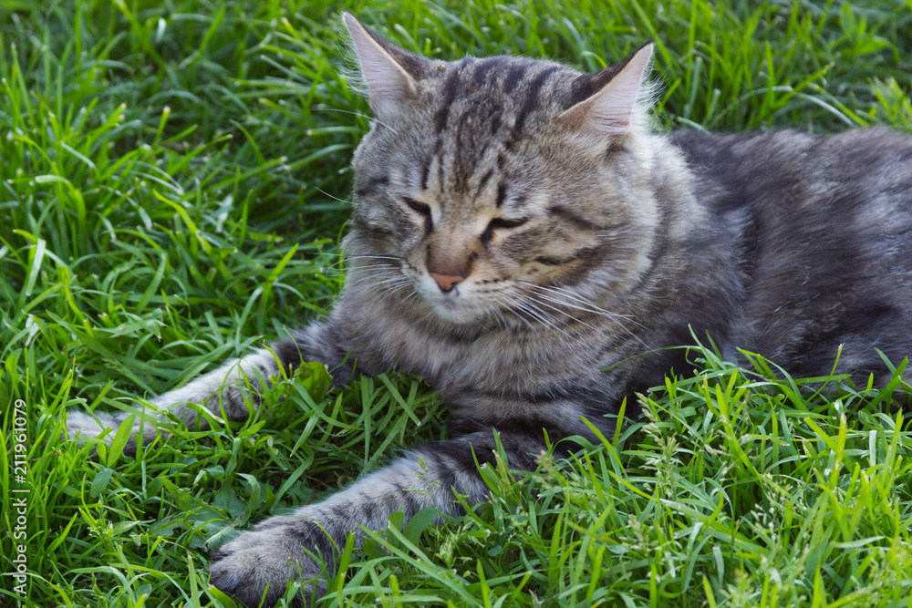 Grey furry long-haired cat resting on the green grass in the afternoon in summer Siberian cat with green eyes close-up