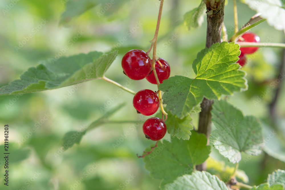 johannisbeere johannisbeere