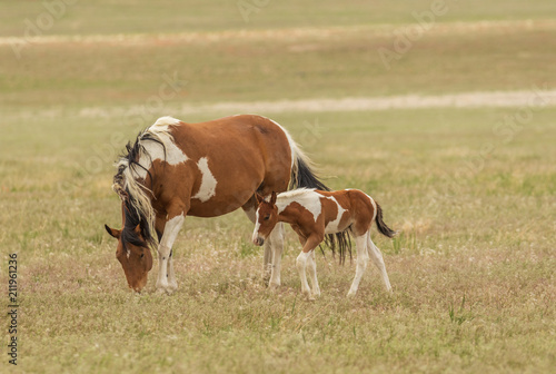 Wild Horse Mare and Foal