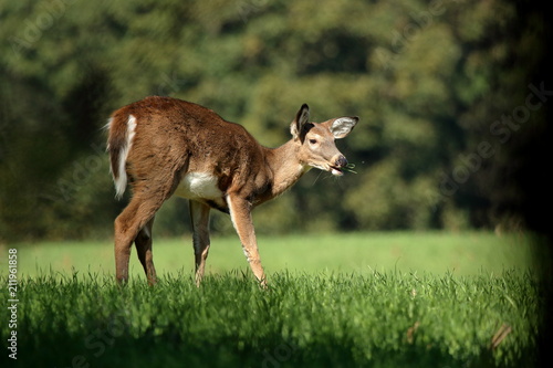 A yearling Whitetail Fawn grazes in a field at the edge of a small woodlot. 