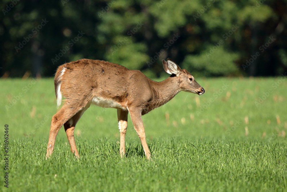 A yearling Whitetail Fawn grazes in a field at the edge of a small woodlot.
A yearling Whitetail Fawn grazes in a field at the edge of a small woodlot.