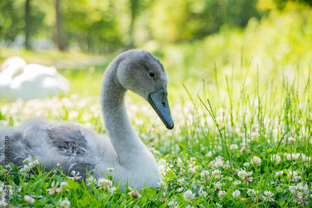 One yong swan stting in a grass field One yong swan stting in a grass field