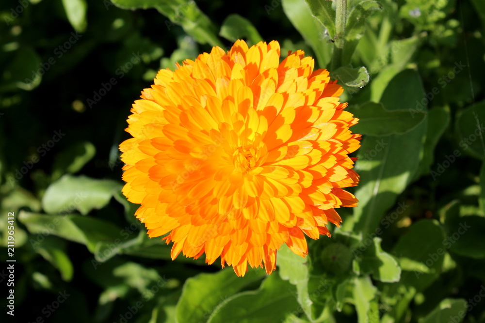 English marigold or Pot marigold or Calendula officinalis or Scotch marigold fully open blooming orange flower on dark green leaves background and warm sunny day English marigold or Pot marigold or Calendula officinalis or Scotch marigold fully open blooming orange flower on dark green leaves background and warm sunny day
