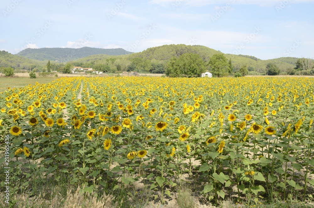 Sun flowers field in Girona