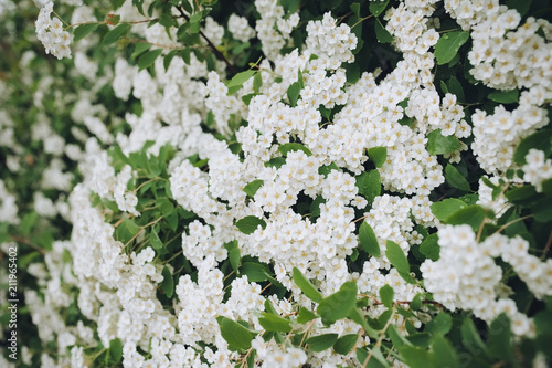 Summer yellow flowers. Flowering bushes. Spirea close-up.