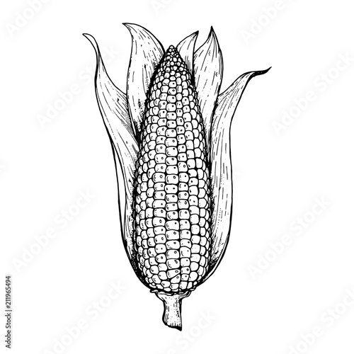 Corn on the cob hand drawn vector illustration. Corn sketch illustration. Engraving style, vintage design.