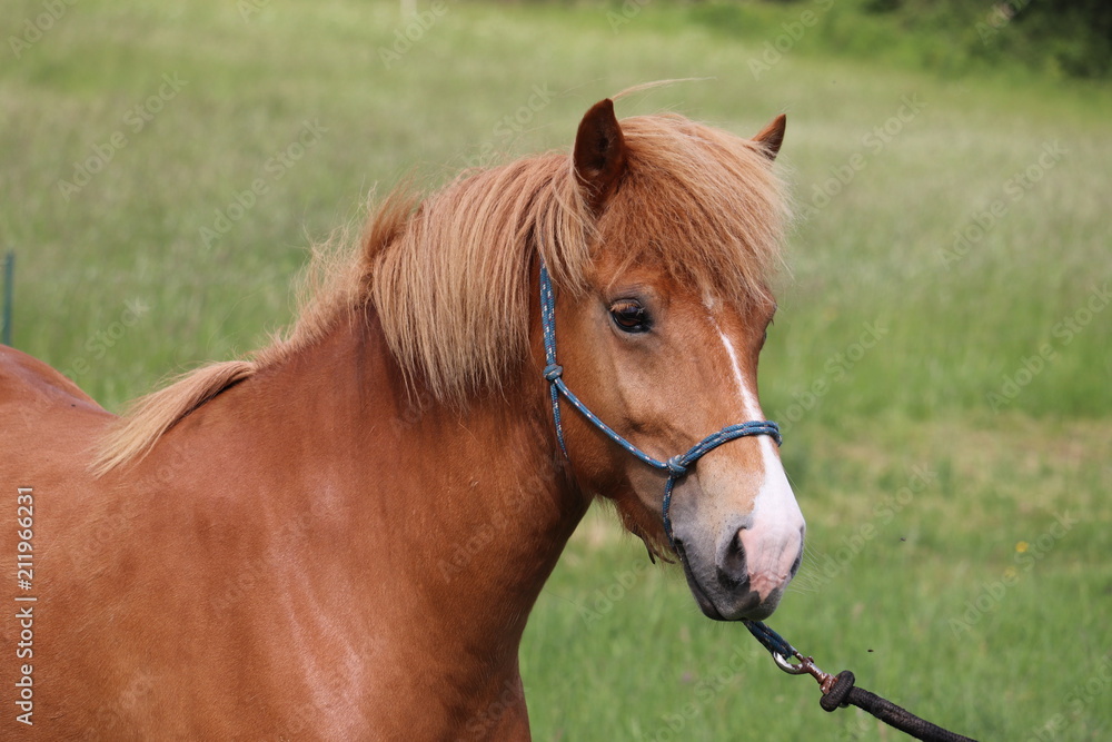 Fototapeta premium Isländerstute Fuchs
