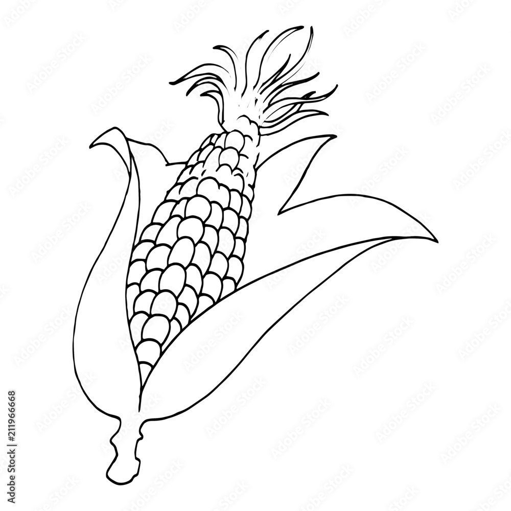 Corn cartoon illustration isolated on white background for children color  book Stock Vector | Adobe Stock