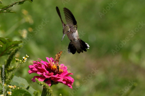Valokuva A hummingbird swoops toward a zinnia flower already occupied with a fiery skipper butterfly and a bee