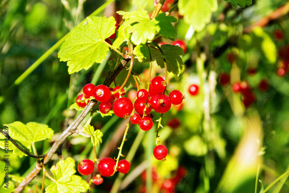 Obraz premium Juicy and ripe red currant berries close up on a sunny summer day.