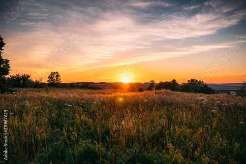 Beautiful summer sunset with waving wild grass in sunlight, rural meadow or field in countryside © DedMityay
