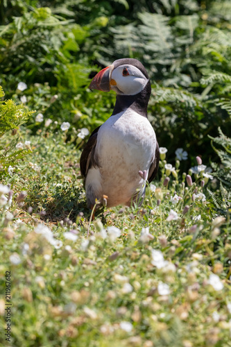 Wallpaper Mural Wild atlantic puffin, Torontodigital.ca