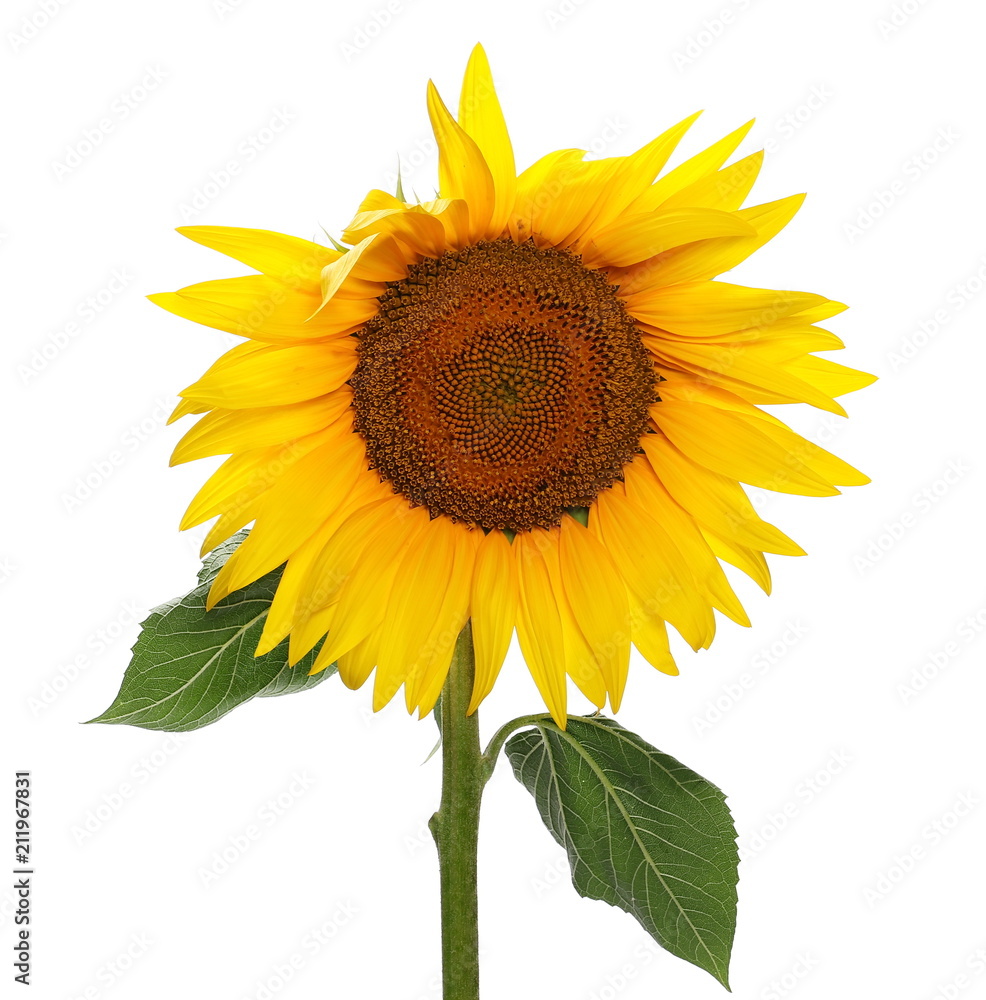 Obraz premium Sunflowers isolated on white background