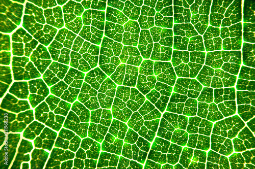 close up glowing vein of green leave texture