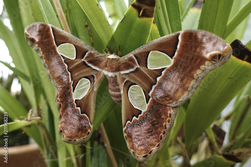 Windowed moth (Rothschildia lebeau) photo